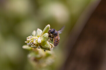Bees collect nectar