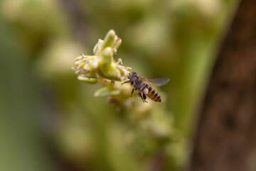 Bees collect nectar