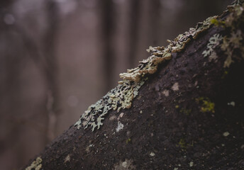 tree covered with moss in the winter forest.