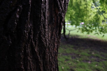 bark of a tree, wood 