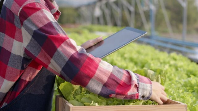 Hand of young farmer woman is using a tablet to check the Organic vegetable farm in a hydroponic at morning