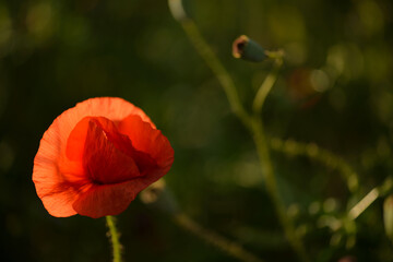 Poppies growing on Moravian meadow