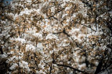 Flowering branch of pear in the garden in spring

