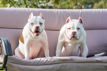 Two American Bully puppies dogs are sitting