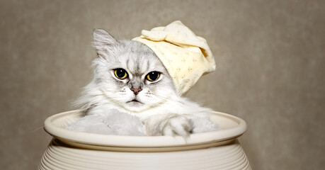 A beautiful white-gray fluffy cat with big eyes sits in a flower pot. Cat in a hat for sleeping. Close-up. The concept of care, education, training and raising animals