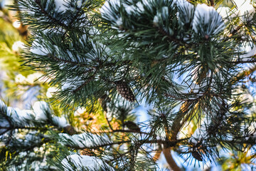 Obraz premium pine branches against sky