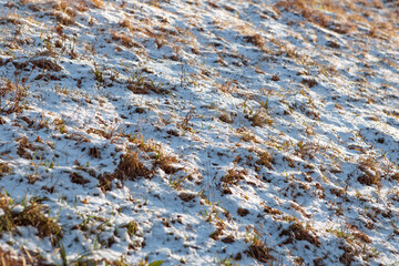 Grass texture under snow on a sunny day