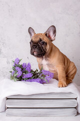 french bulldog puppy in a basket with flowers