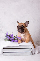 french bulldog puppy in a basket with flowers