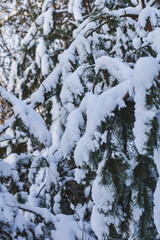 snow covered pine tree