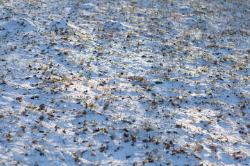 Grass texture under snow on a sunny day
