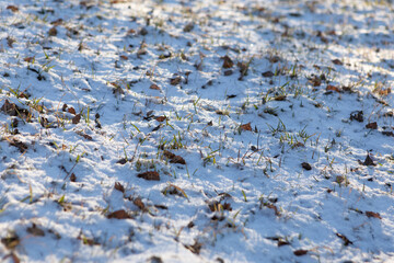 Grass texture under snow on a sunny day