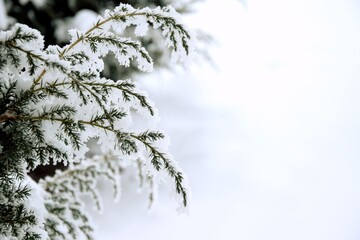 Juniper branches hoarfrosted, rime and snow, natural winter background copy space