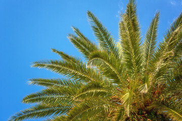 Obraz na płótnie Canvas Palm tree green leaves against blue sky, sunny travel tropical background, summer holidays and relax concept