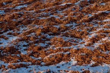 Grass texture under snow on a sunny day