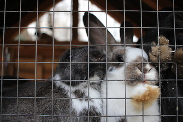 Obraz premium rabbits animals sit in a cage behind bars