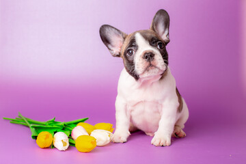 a French bulldog puppy sits on a gray background with flowers