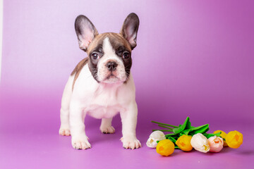 a French bulldog puppy stands on a gray background with flowers