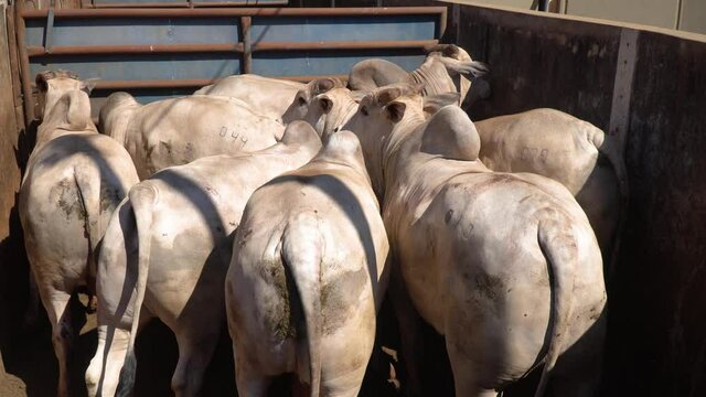 Agribusiness - Close cattle, white Nellore, Angus, beef cattle feedlot, close nelore - Livestock