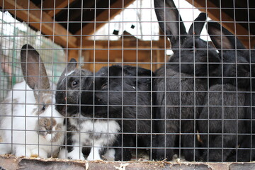 rabbits animals sit in a cage behind bars