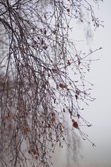 Gałęzi w zimną mglistą pogodę 