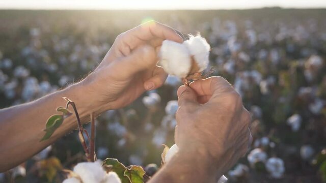 cotton flower in hand close up