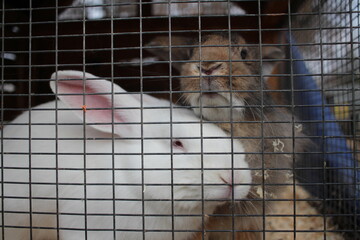 rabbits are white animals sitting in a cage behind bars