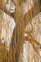 Złote cieki gałęzi wierzby na tle nieba  © vofchok