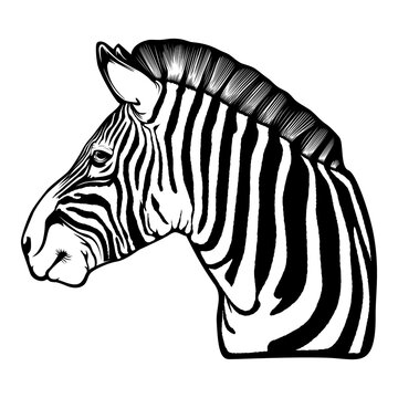 Zebra head african mascot. Safari zebra vector illustration for use as print, poster, sticker, logo, tattoo, emblem and other.