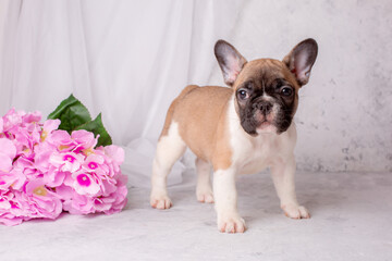 a French bulldog puppy stands on a gray background with flowers