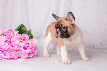 a French bulldog puppy stands on a gray background with flowers