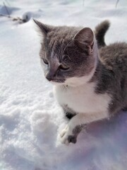 cat in the snow