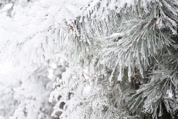 Pine branches hoarfrosted, rime and snow, winter garden view, winter background