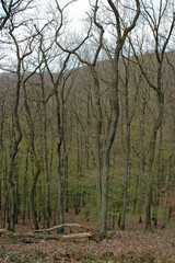 Obraz premium Erstes zartes Gruen im Fruehjahr an Laubbaeumen im Wald