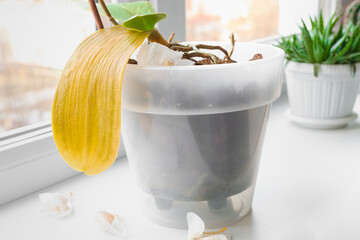 Indoor flower with yellow drying leaves. improper care of home plants.