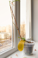 A pot with an orchid in poor condition. A drying orchid with fallen flowers.