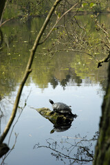 Schildkröte am Kesselbruchweiher