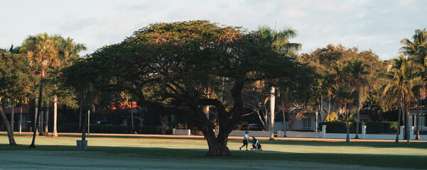 sunset in the park old tree people 