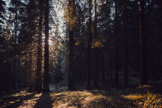 coniferous forest © YARphotographer