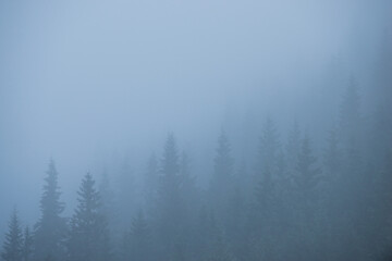 coniferous forest silhouette fog