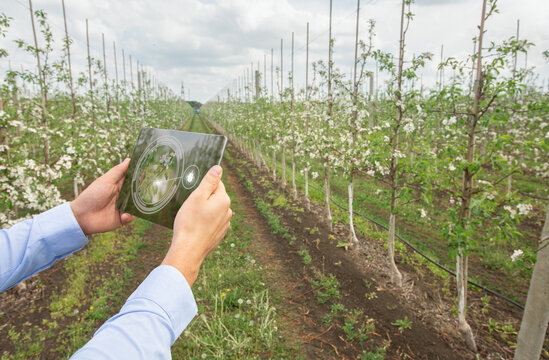 Smart gardening concept. Agrotechnician using touch pad IOT app to perform pest control on fruit trees, outdoors