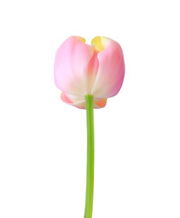Tulip flower isolated on white background. Useful for beautiful floral design on holiday like 8 March (International Women day), Mother's day gift card, Easter