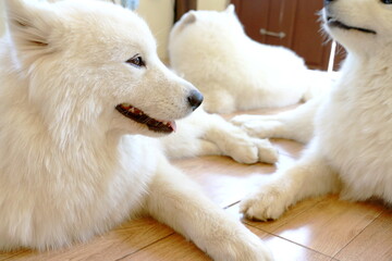 Samoyeds dog is sleeping in the house, Teasing for fun of the pet.