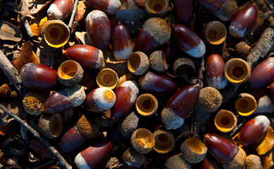 Bellotas de Encina, Parque Natural Sierra de Andújar, Jaen, Andalucía, España