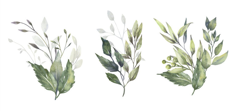 Watercolor floral illustration set - green leaf branches collection, for wedding stationary, greetings, wallpapers, fashion, background. Eucalyptus, olive, green leaves, etc. High quality illustration
