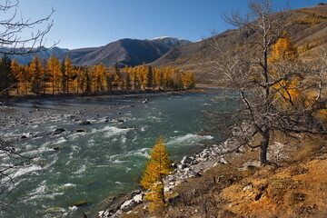 Russia. Gorny Altai. River valley along the Chuya Chuya highway near the village Jodro.