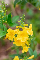 Yellow beautiful flowers on a branch with light green leaves. Landscaping design