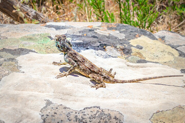 Southern rock agama (Agama atra) lizard lying in the sun on a rock, South Africa, Africa