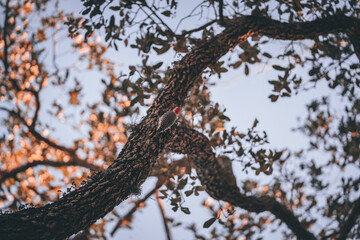 tree nature bird colors park sky forest florida miami 