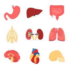Vector set of isolated human organs. In the illustration, there are innards such as brain, heart, lungs, liver, kidneys, stomach, intestines, chest, skull, bones. Objects on the subject of medicine, a